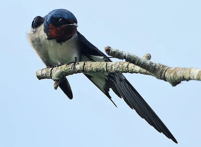 赤胸燕(Hirundo lucida)