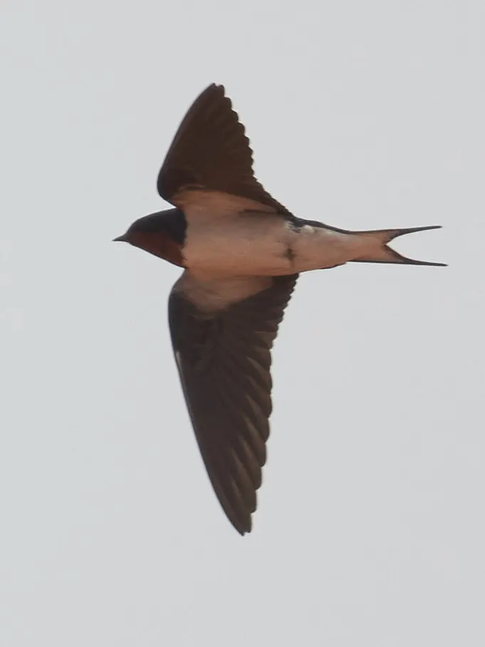 赤胸燕(Hirundo lucida)