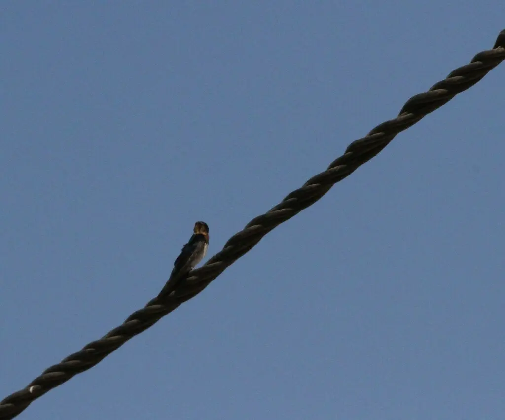 赤胸燕(Hirundo lucida)