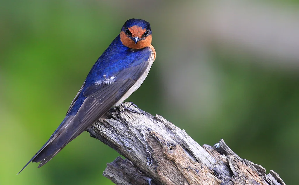 迎燕(Hirundo neoxena)