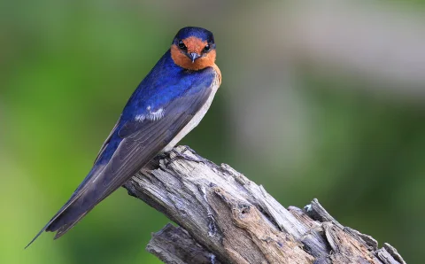 迎燕