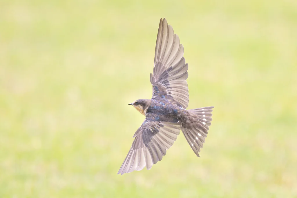 迎燕(Hirundo neoxena)