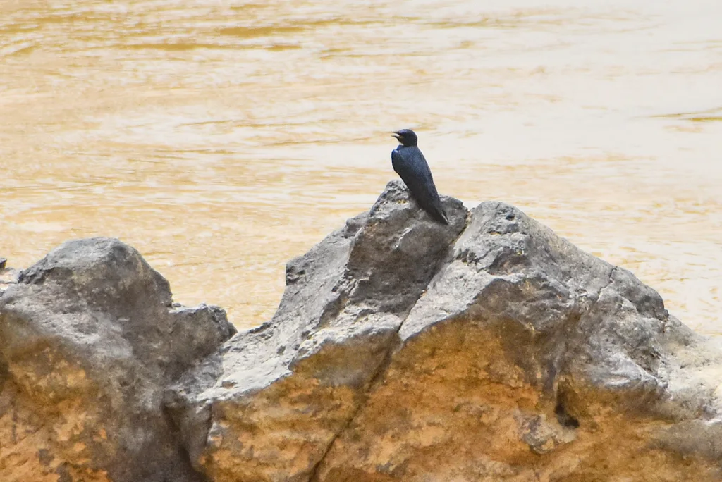 白喉蓝燕(Hirundo nigrita)