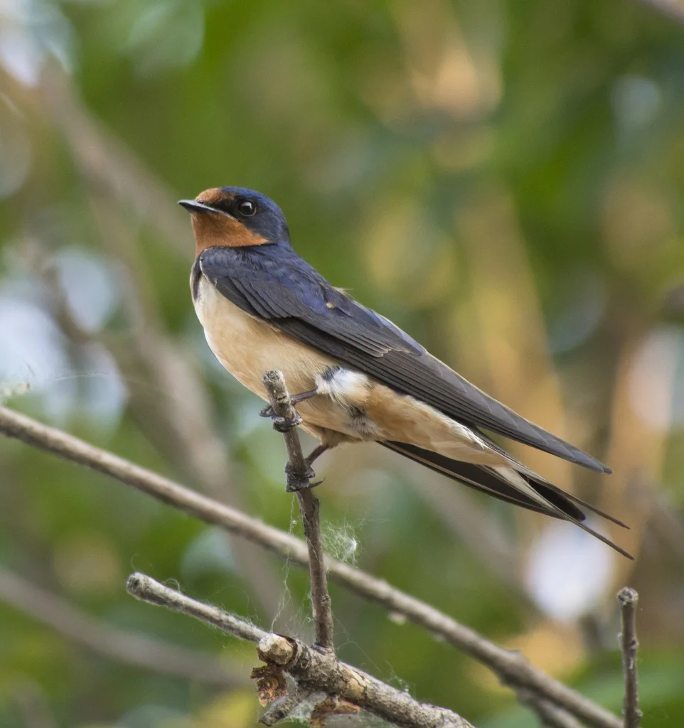 家燕(Hirundo rustica)
