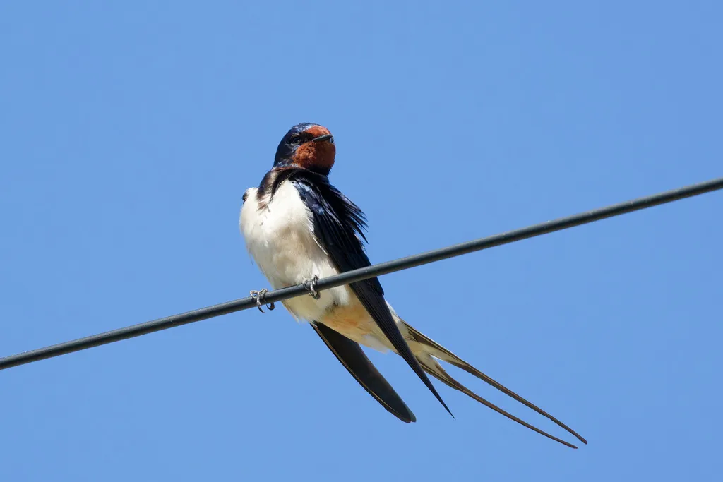 家燕(Hirundo rustica)