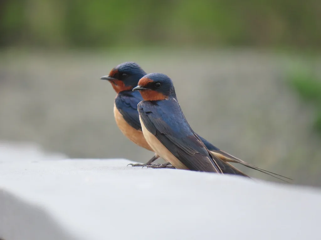 家燕(Hirundo rustica)