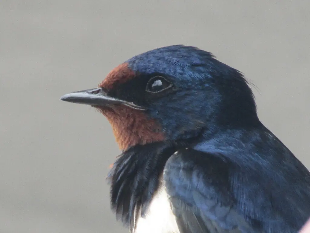 家燕(Hirundo rustica)