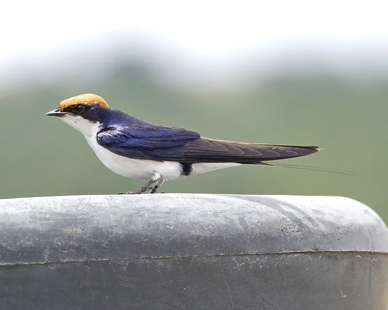 线尾燕(Hirundo smithii)