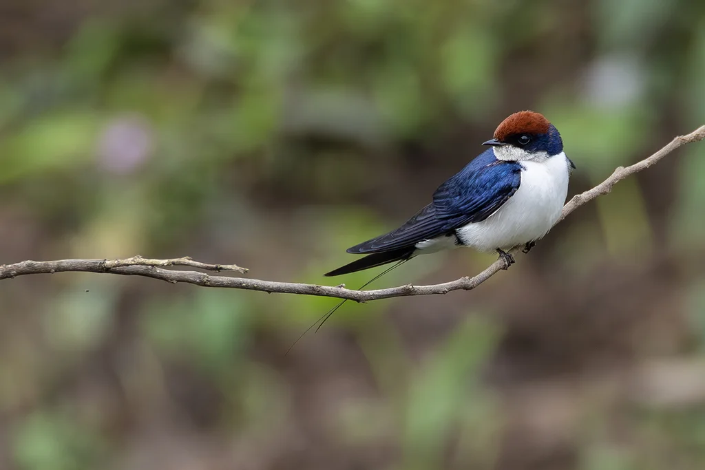 线尾燕(Hirundo smithii)