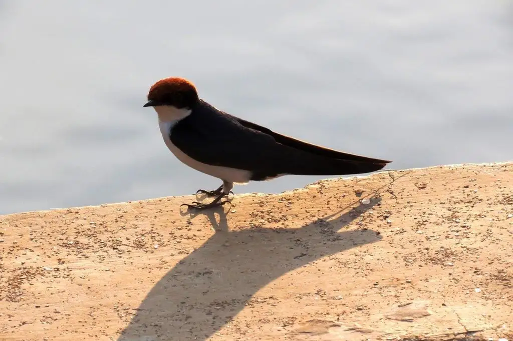线尾燕(Hirundo smithii)