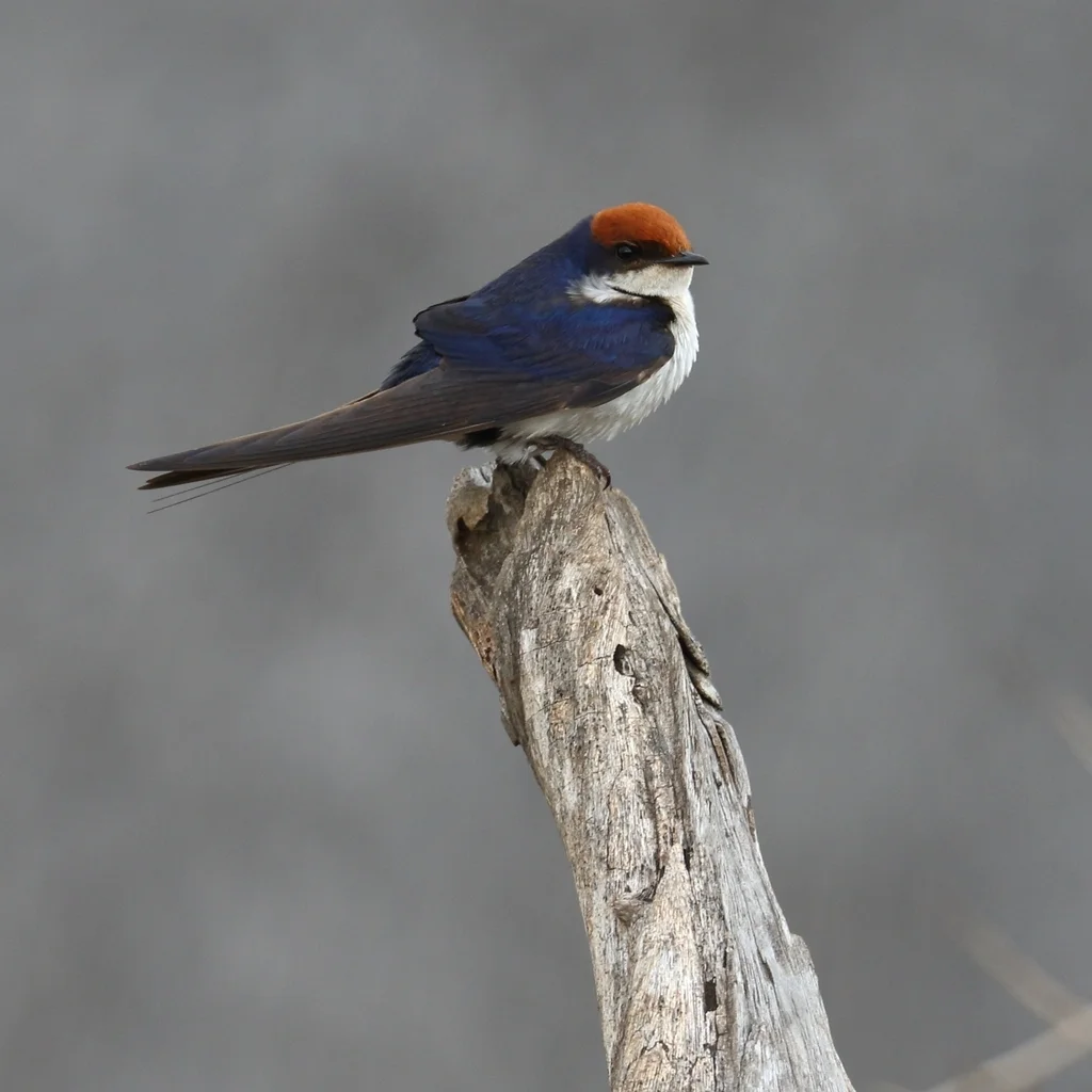 线尾燕(Hirundo smithii)