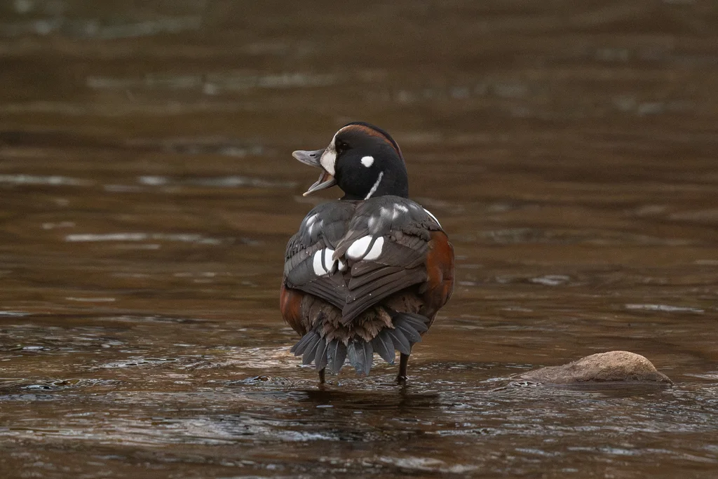 丑鸭(Histrionicus histrionicus)