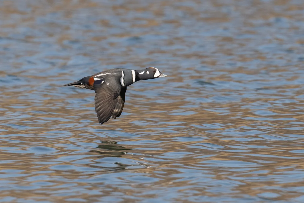 丑鸭(Histrionicus histrionicus)