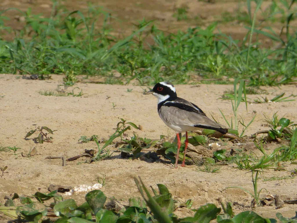 杂色麦鸡(Hoploxypterus cayanus)