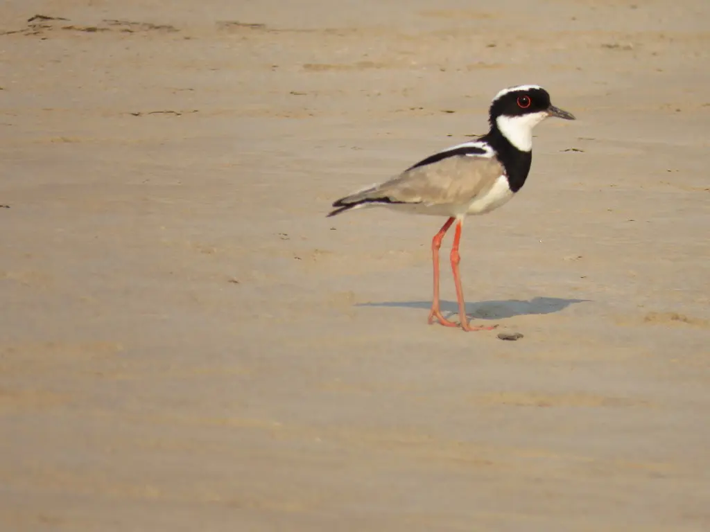 杂色麦鸡(Hoploxypterus cayanus)