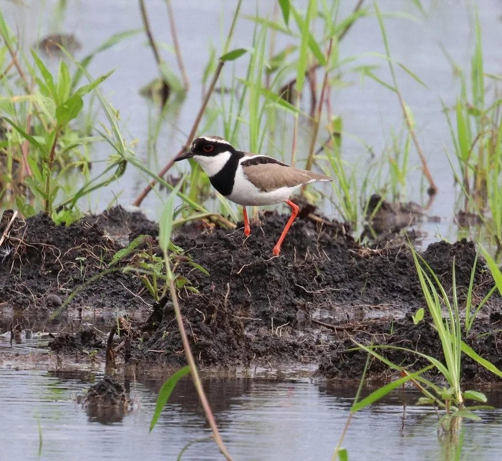 杂色麦鸡(Hoploxypterus cayanus)