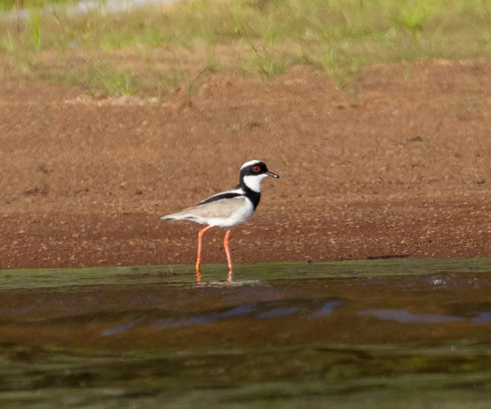 杂色麦鸡(Hoploxypterus cayanus)