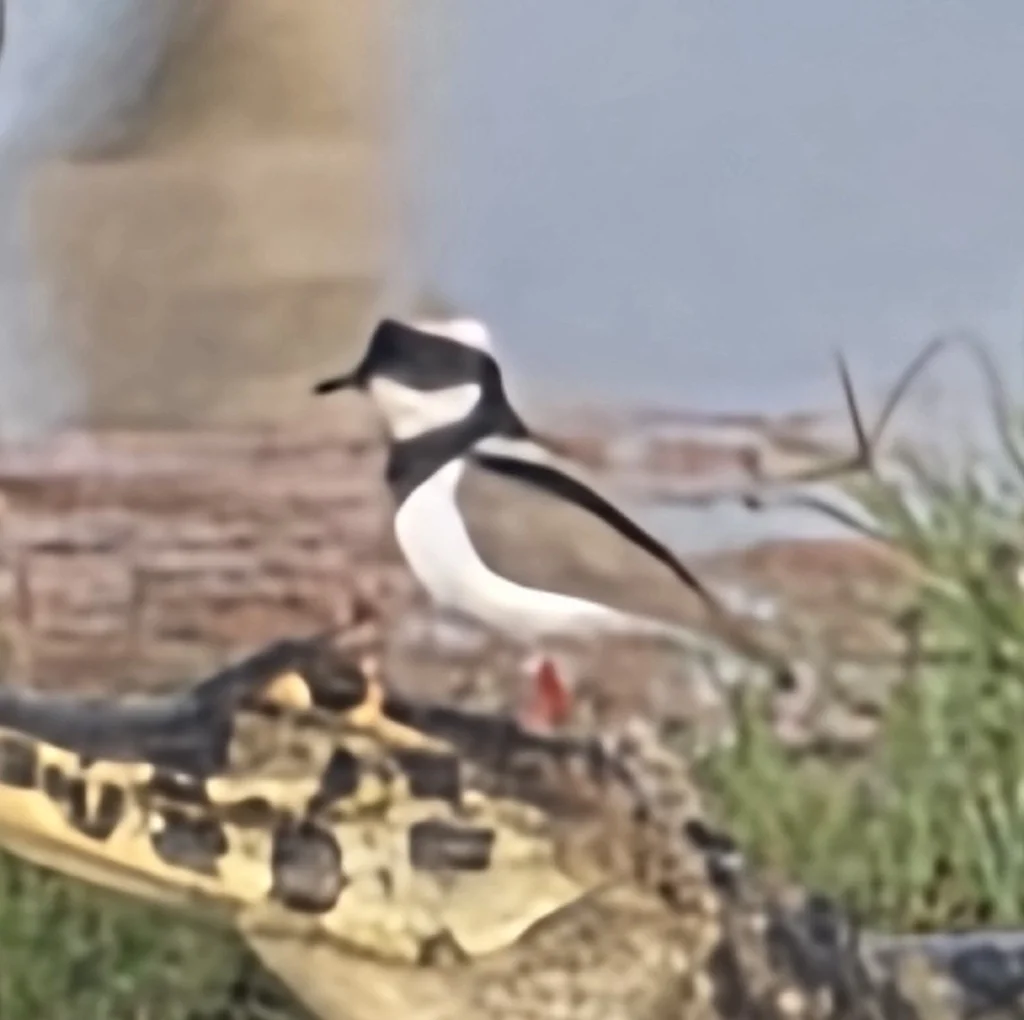 杂色麦鸡(Hoploxypterus cayanus)