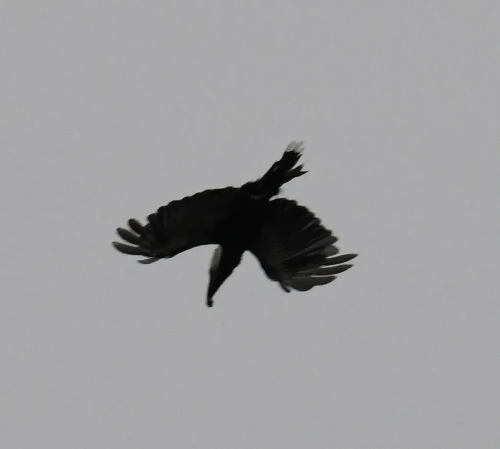 西白冠弯嘴犀鸟（Horizocerus albocristatus）