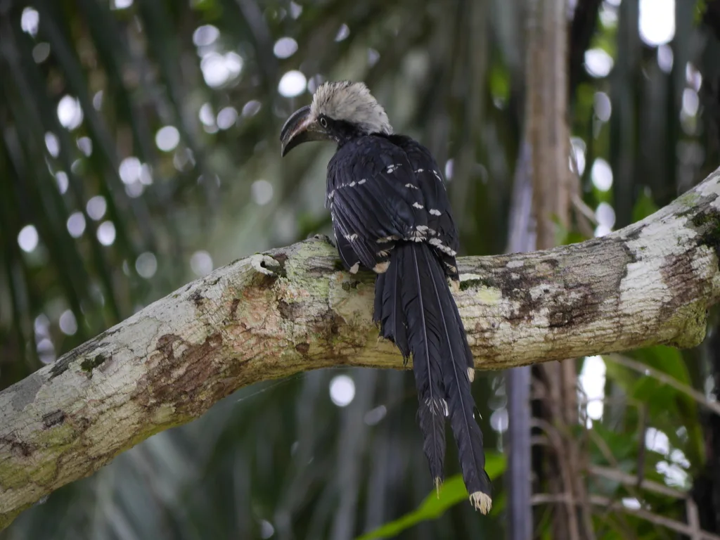 东白冠弯嘴犀鸟(Horizocerus cassini)
