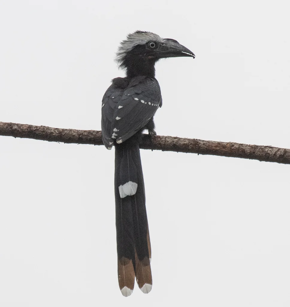 东白冠弯嘴犀鸟(Horizocerus cassini)