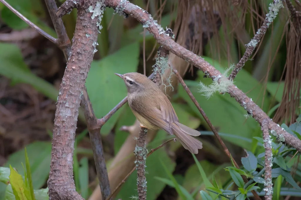 黄腹树莺（Horornis acanthizoides）