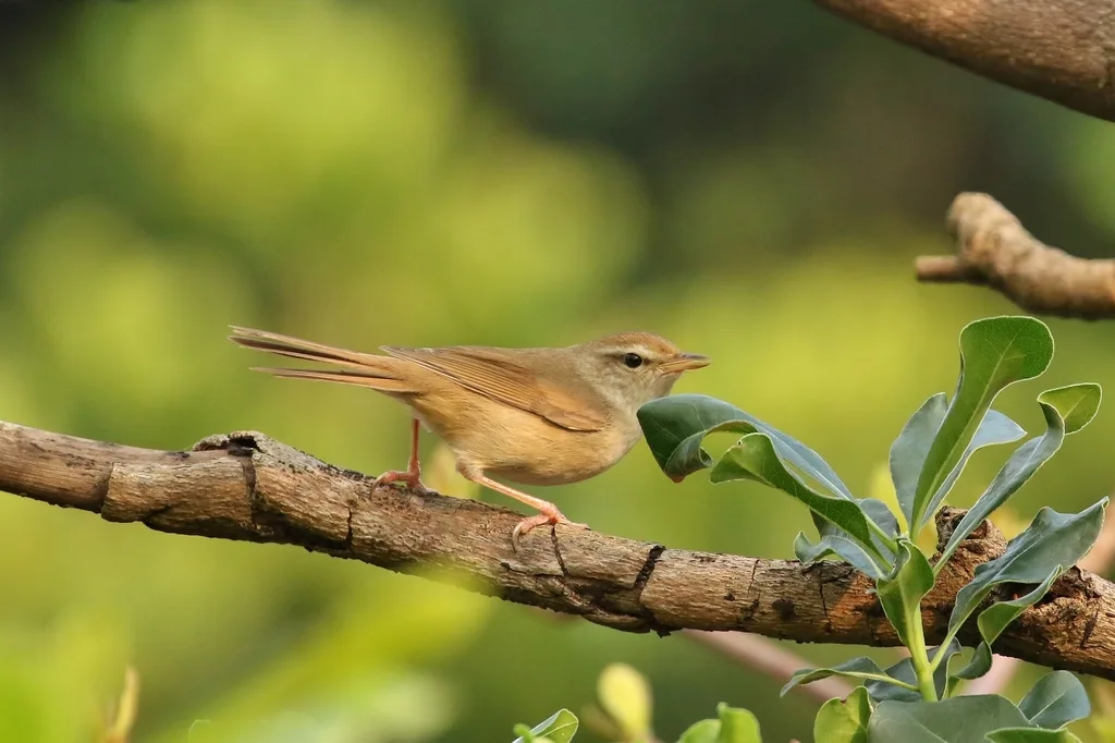 远东树莺(Horornis canturians)