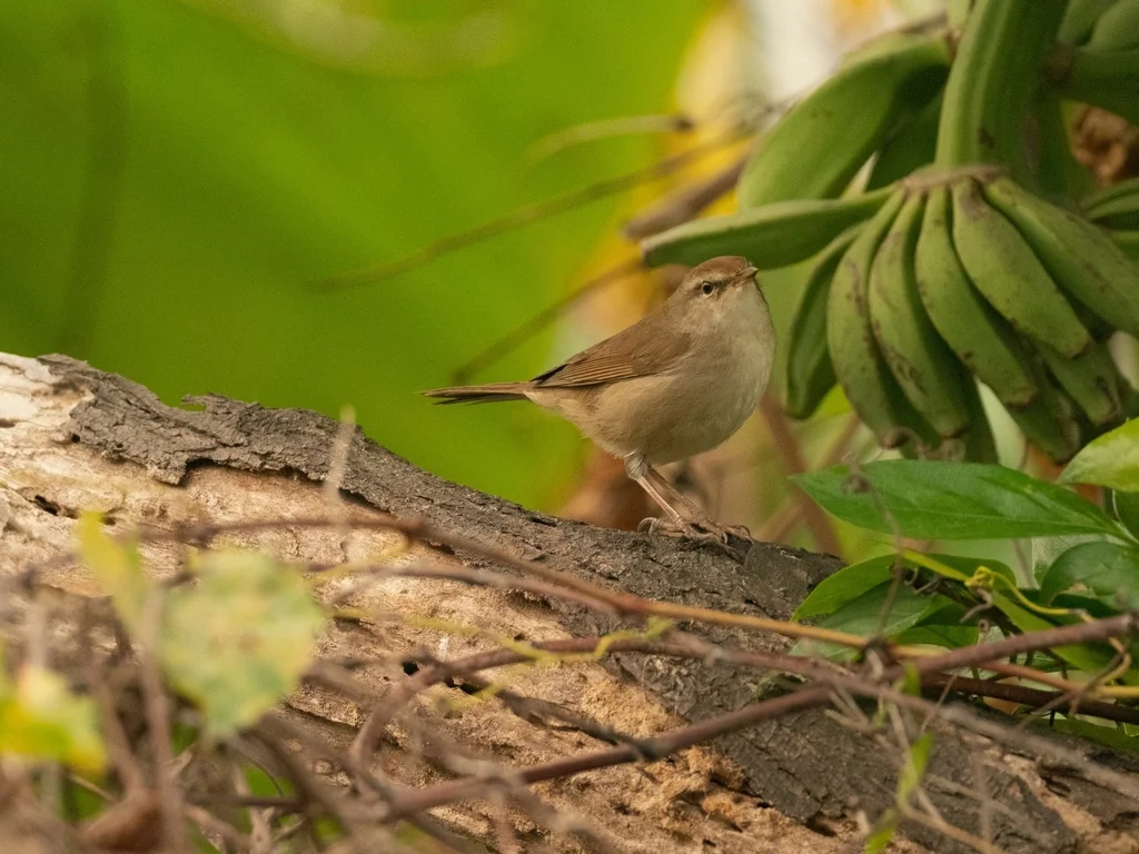 远东树莺(Horornis canturians)
