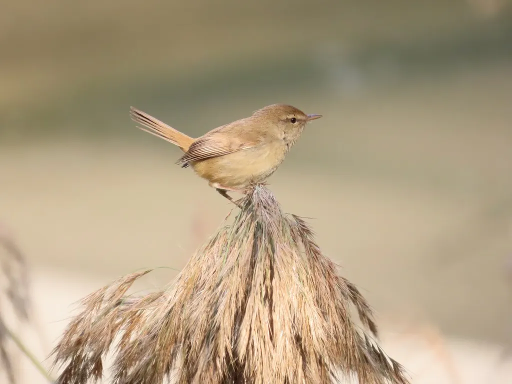 远东树莺(Horornis canturians)