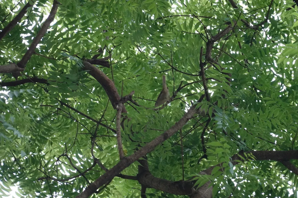 远东树莺(Horornis canturians)