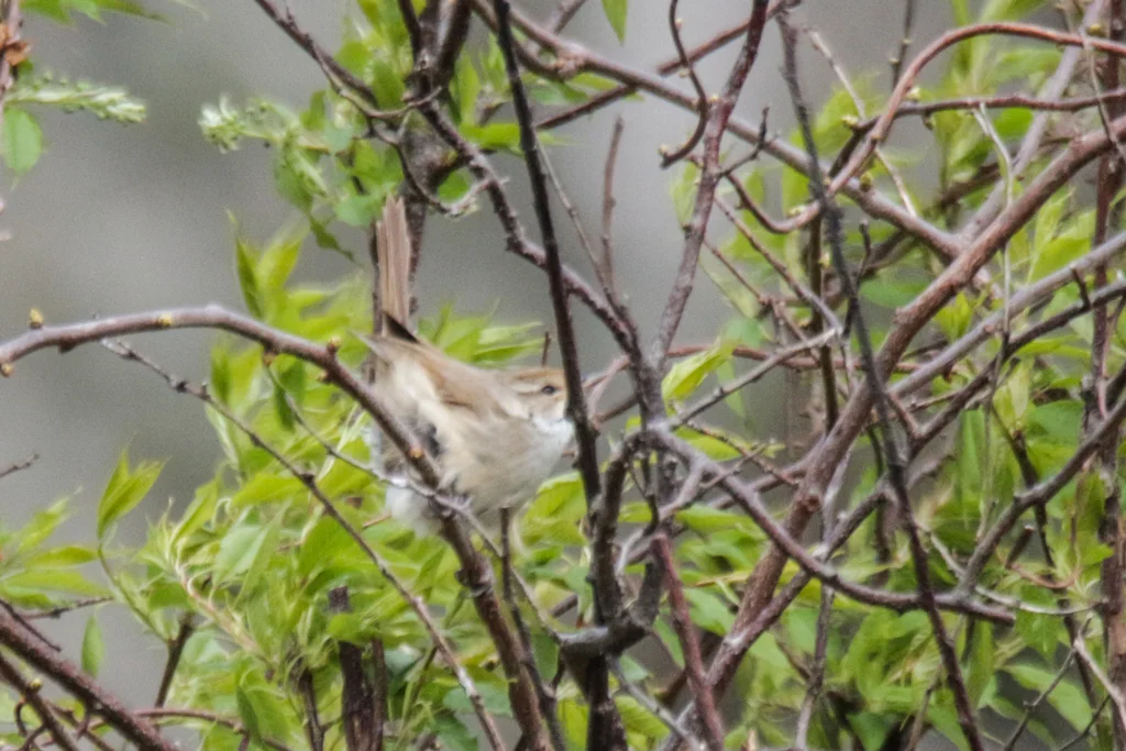 远东树莺(Horornis canturians)