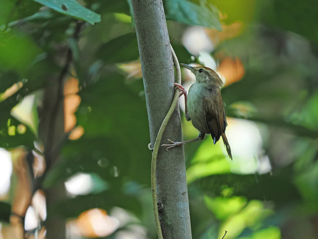 台岛树莺(Horornis carolinae)