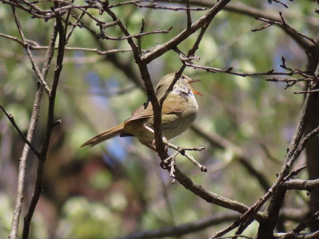 日本树莺(Horornis diphone)