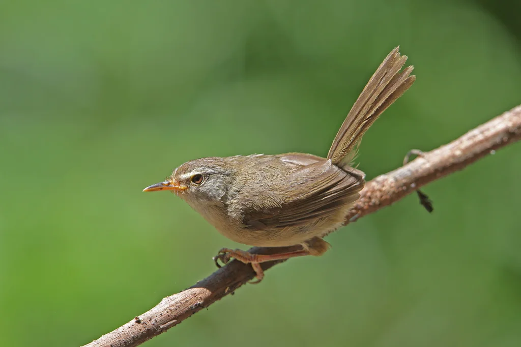 异色树莺(Horornis flavolivaceus)