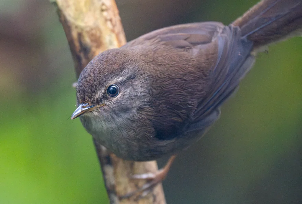 异色树莺(Horornis flavolivaceus)