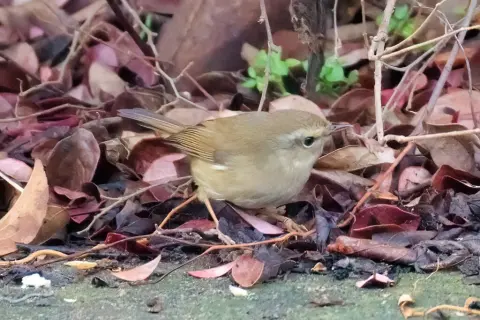 强脚树莺