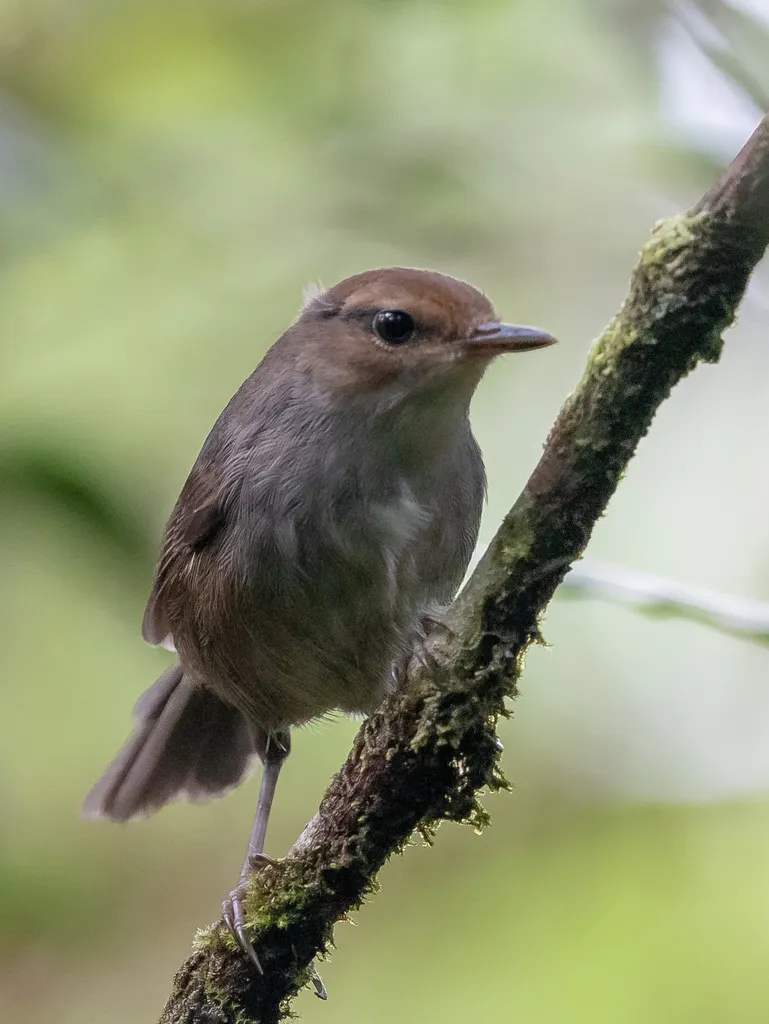 斐济树莺(Horornis ruficapilla)