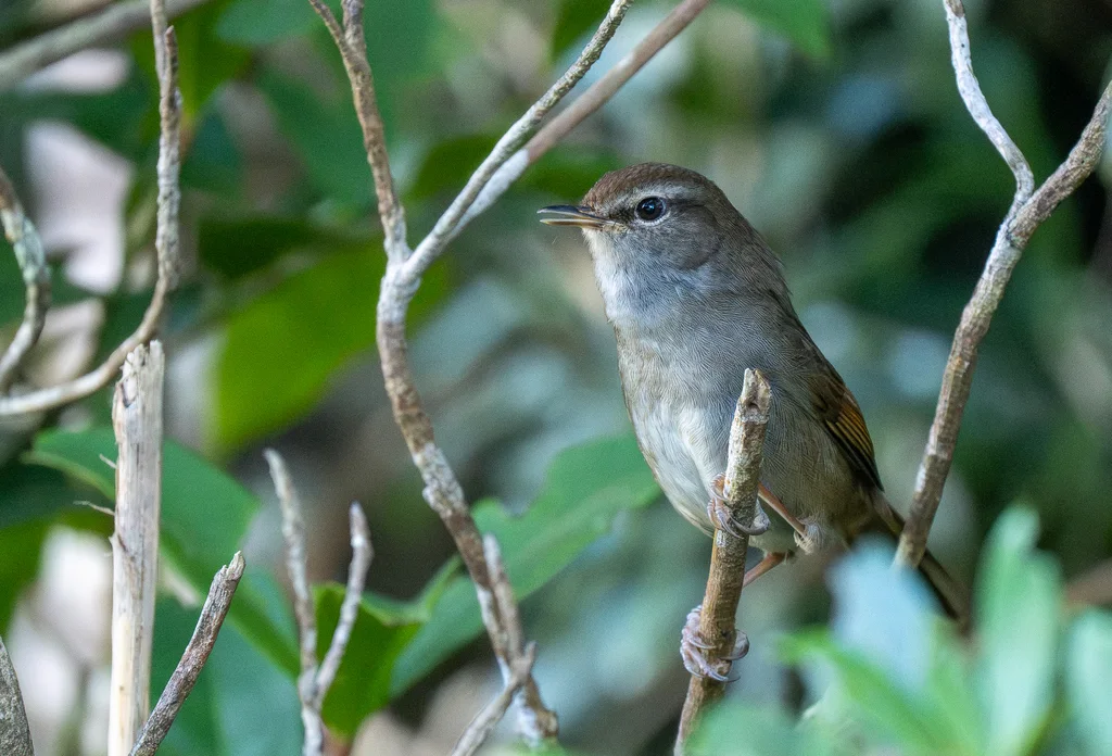 菲律宾树莺(Horornis seebohmi)