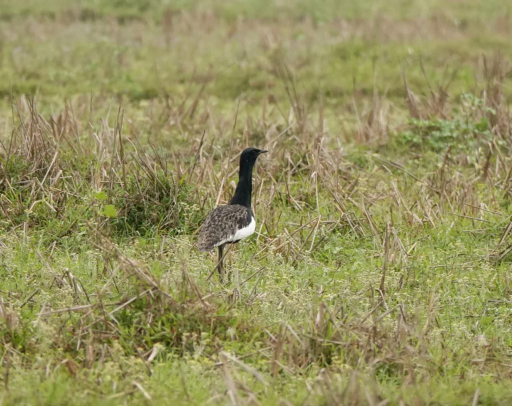 南亚鸨(Houbaropsis bengalensis)