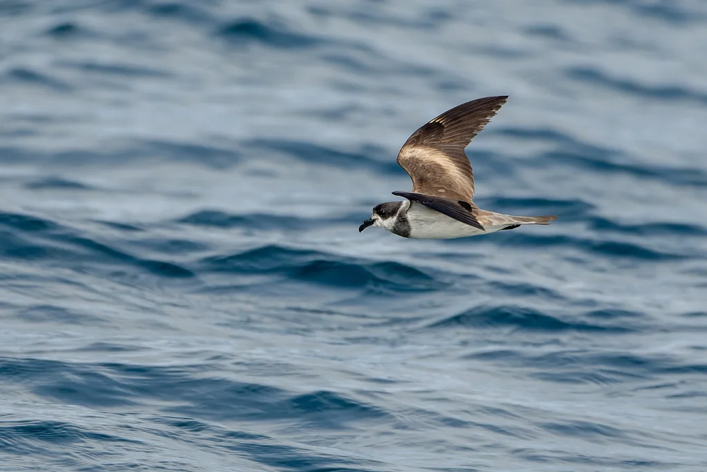 环叉尾海燕(Hydrobates hornbyi)