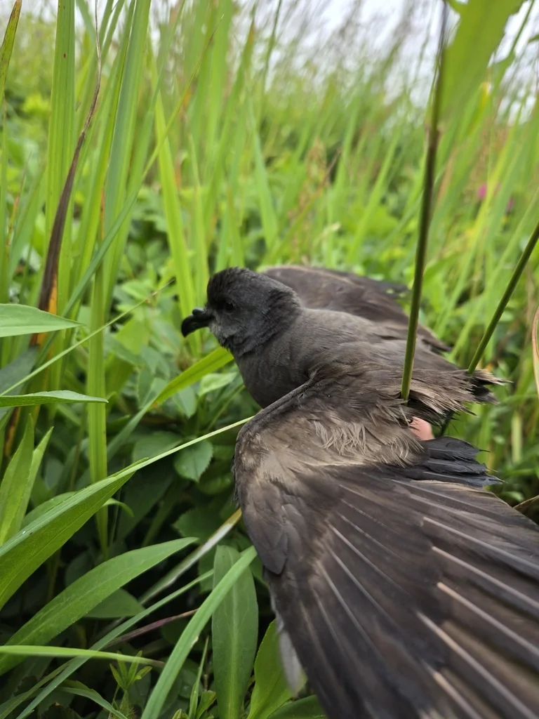白腰叉尾海燕(Hydrobates leucorhous)