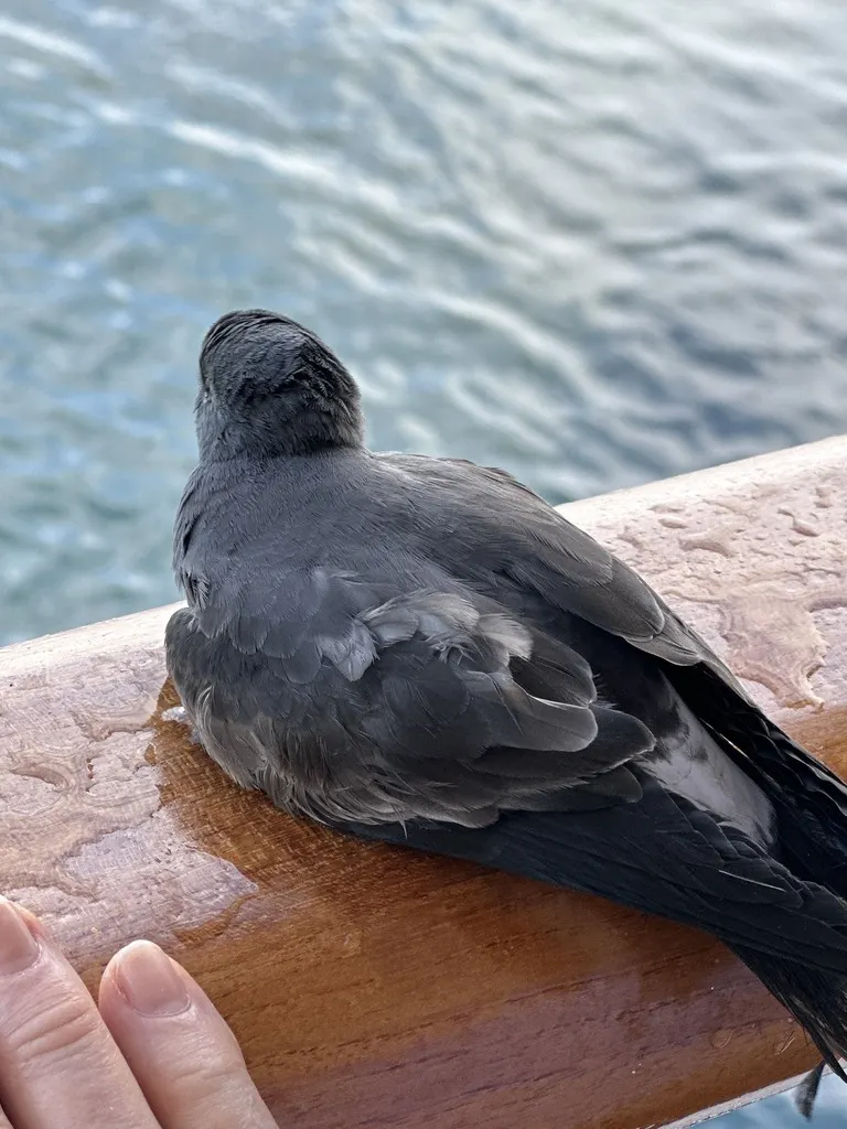 白腰叉尾海燕(Hydrobates leucorhous)