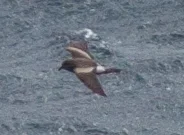 白腰叉尾海燕(Hydrobates leucorhous)