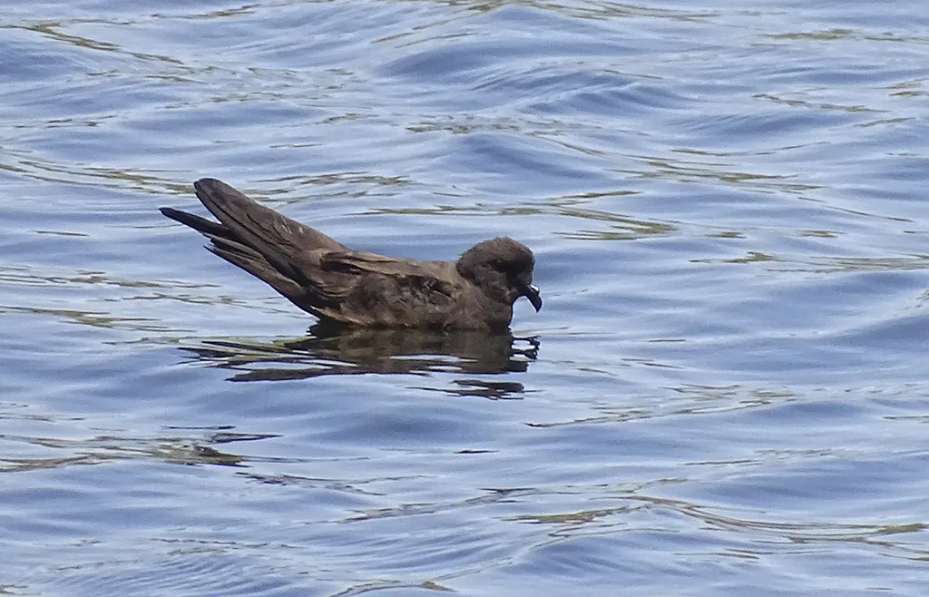 小海燕(Hydrobates microsoma)