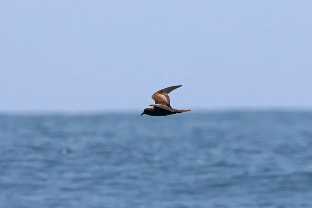 小海燕(Hydrobates microsoma)