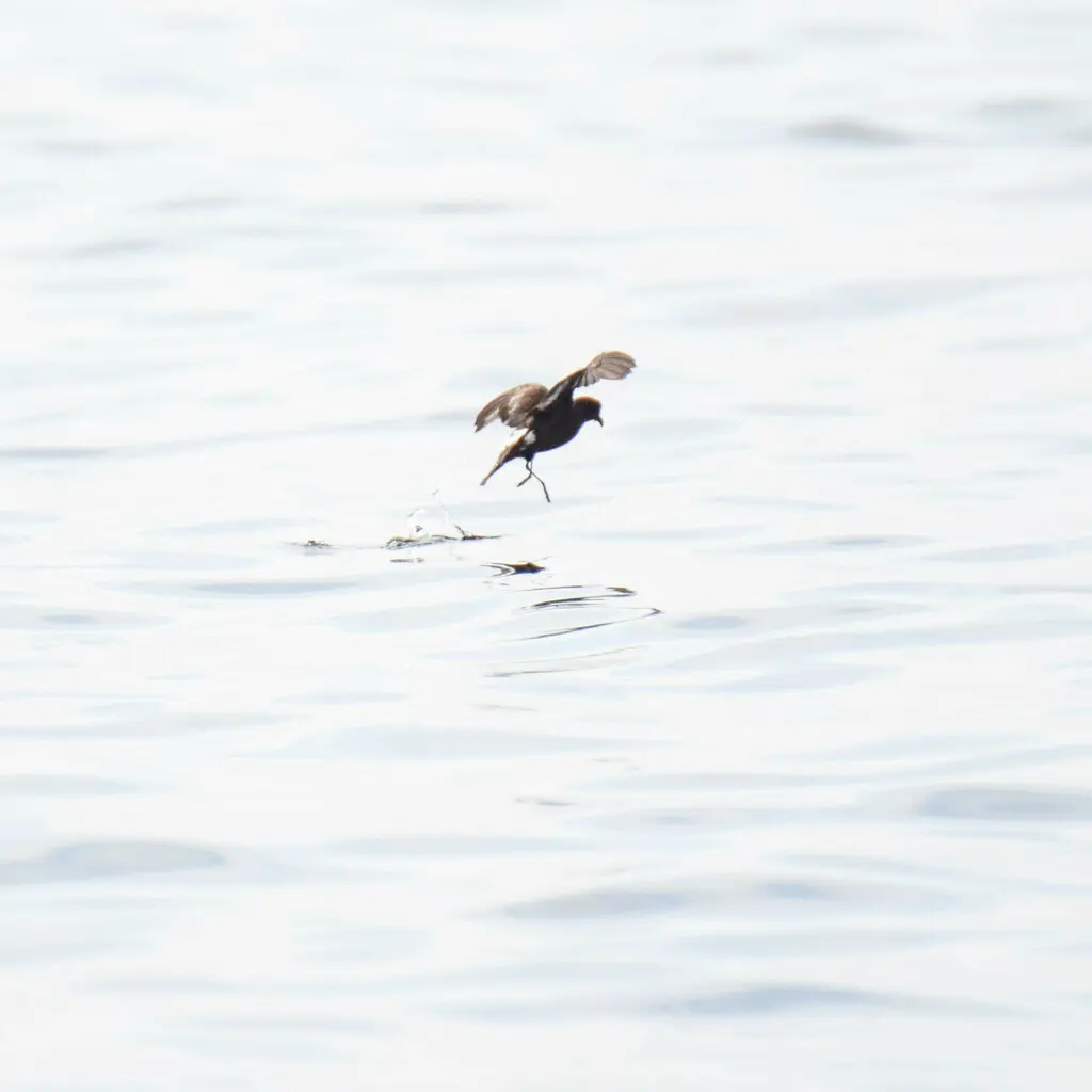 暴风海燕(Hydrobates pelagicus)