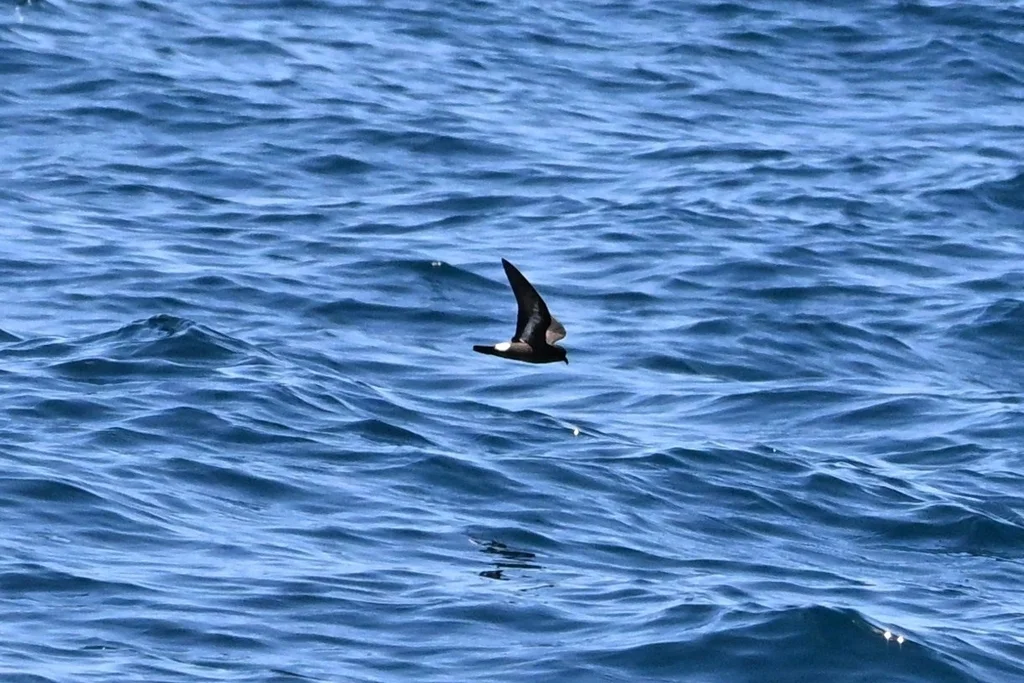 暴风海燕(Hydrobates pelagicus)