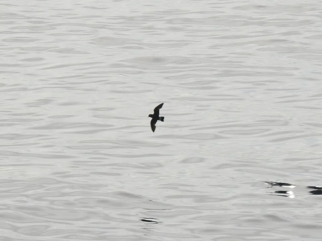 暴风海燕(Hydrobates pelagicus)