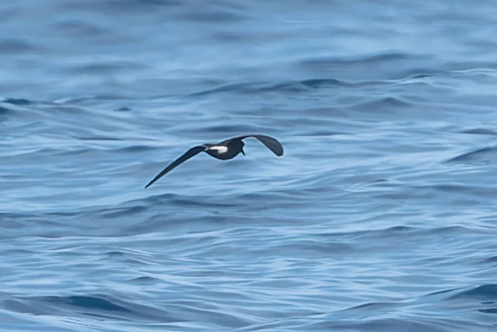 汤氏叉尾海燕（Hydrobates socorroensis）