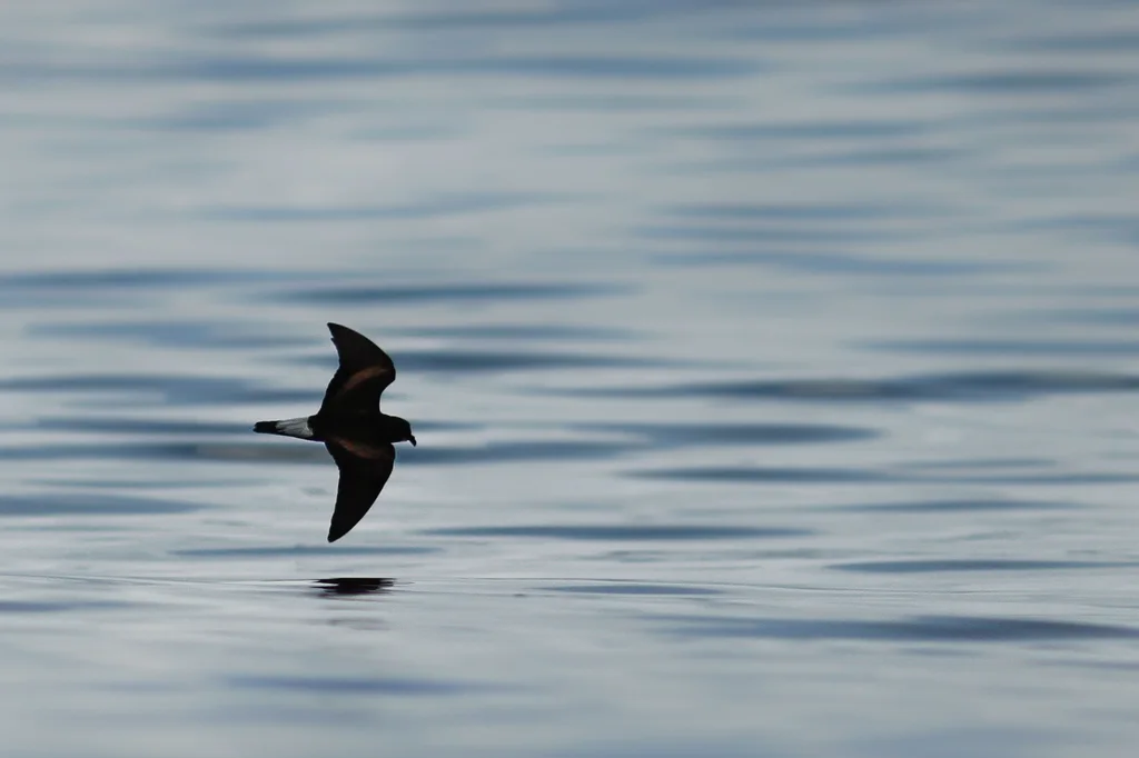 加岛叉尾海燕(Hydrobates tethys)